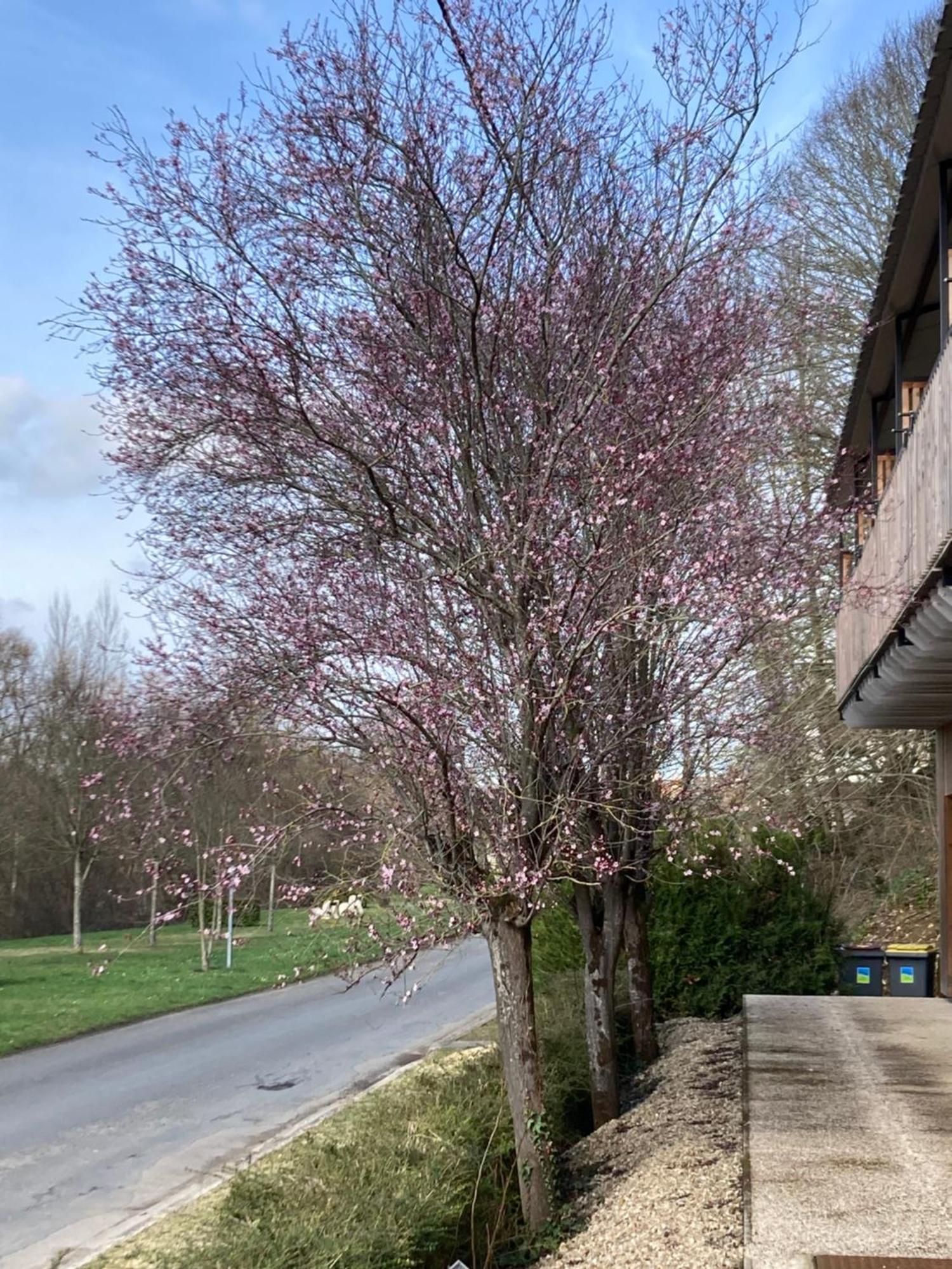 Logis Hotel Les Tilleuls Bruere-Allichamps Buitenkant foto